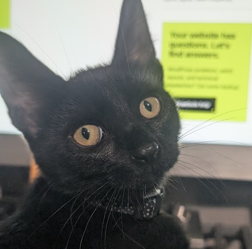 Black cat in front of computer screen looking back